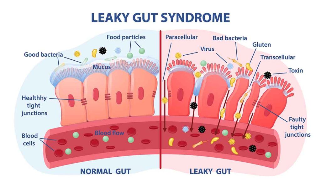 Longevity Reboot: Restoring Gut-Brain Communication & Mitochondrial Function
