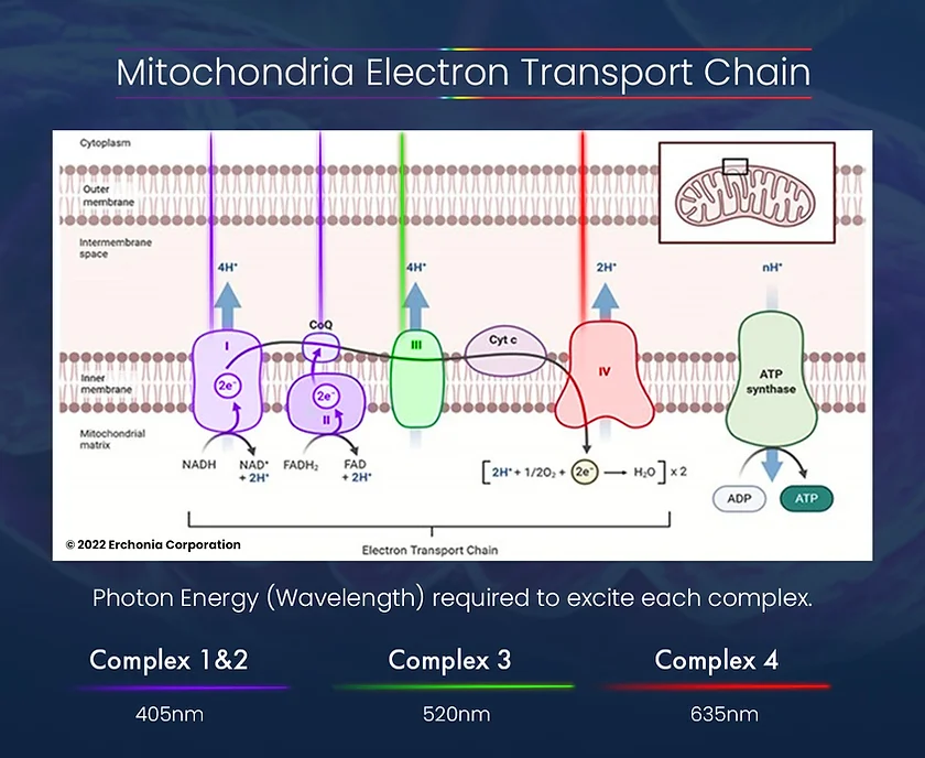 Longevity Reboot: Restoring Gut-Brain Communication & Mitochondrial Function