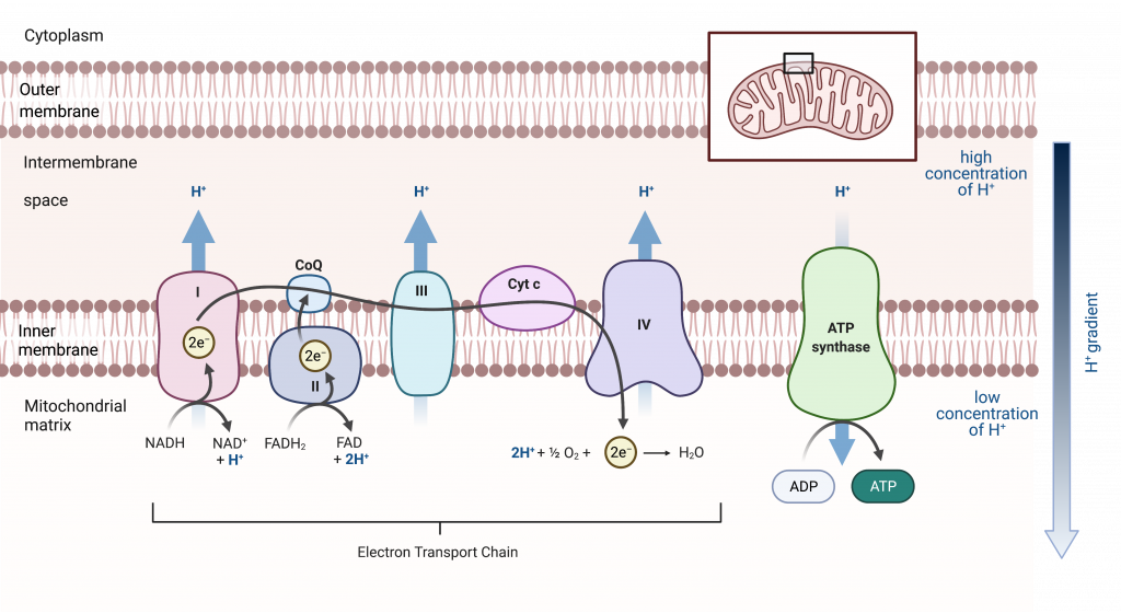 Longevity Reboot: Restoring Gut-Brain Communication & Mitochondrial Function